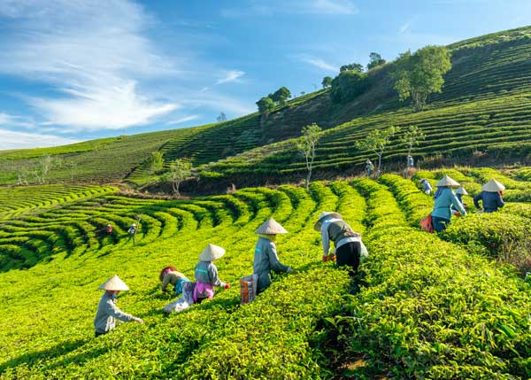 Hoa Phu Tea Cooperative